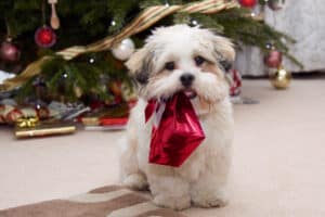 Dog By Christmas Tree | Holiday Delivery Routing Software | RouteSavvy